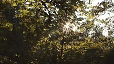 Forest Falls 01 | Church Motion Graphics